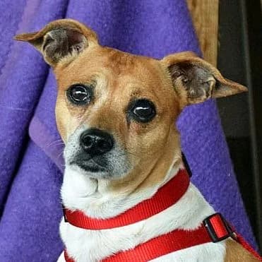 Beto, male senior Mixed Breed for adoption at Franz von Assisi Hundenothilfe e.V. (Hunde ohne Lobby), Vilseck