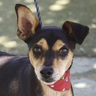 Billy, male 4yo Mixed Breed for adoption at Franz von Assisi Hundenothilfe e.V. (Hunde ohne Lobby), Vilseck