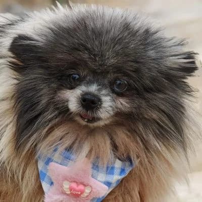 Bimba, female 6yo Pomeranian for adoption at Franz von Assisi Hundenothilfe e.V. (Hunde ohne Lobby), Vilseck