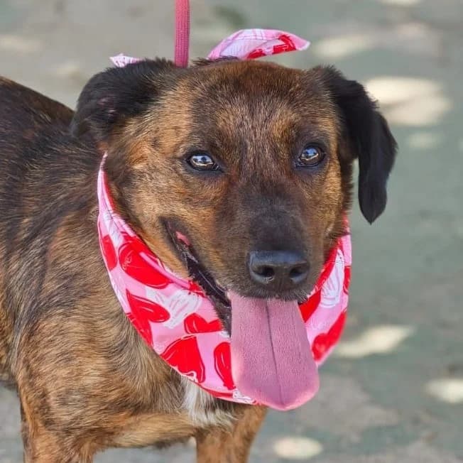 Bimba, female 4yo Dachshund for adoption at Franz von Assisi Hundenothilfe e.V. (Hunde ohne Lobby), Vilseck