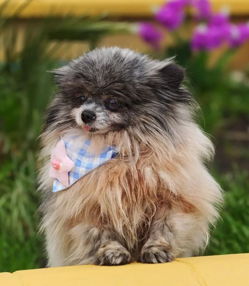 Bimba, female 6yo Mixed Breed for adoption at Franz von Assisi Hundenothilfe e.V. (Hunde ohne Lobby), Vilseck