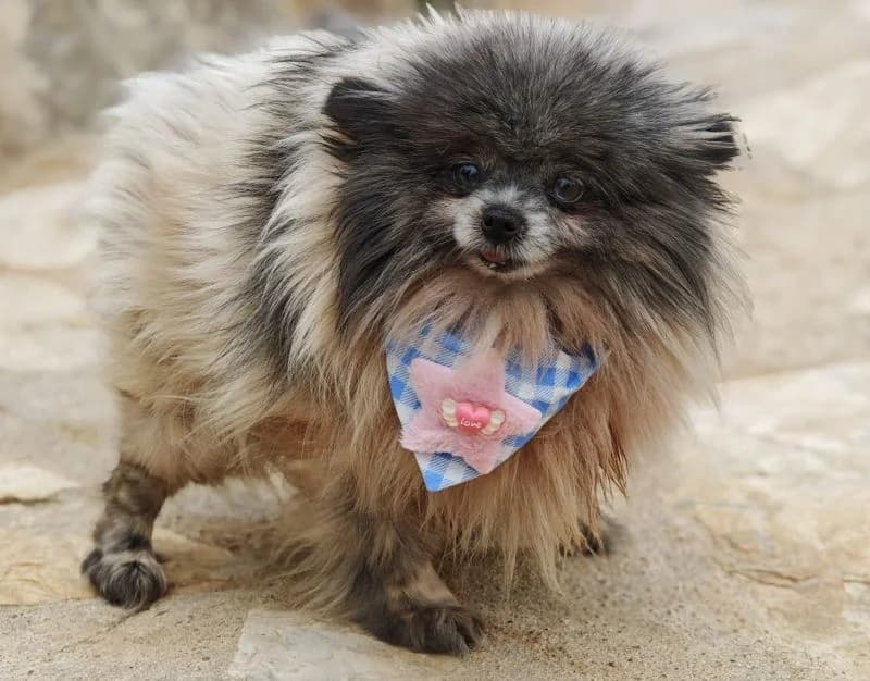 Bimba Spitz, female puppy Mixed Breed for adoption at Franz von Assisi Hundenothilfe e.V. (Hunde ohne Lobby), Vilseck