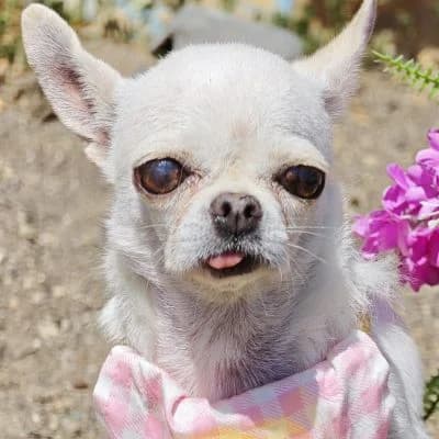Blanquita, female 5yo Chihuahua for adoption at Franz von Assisi Hundenothilfe e.V. (Hunde ohne Lobby), Vilseck