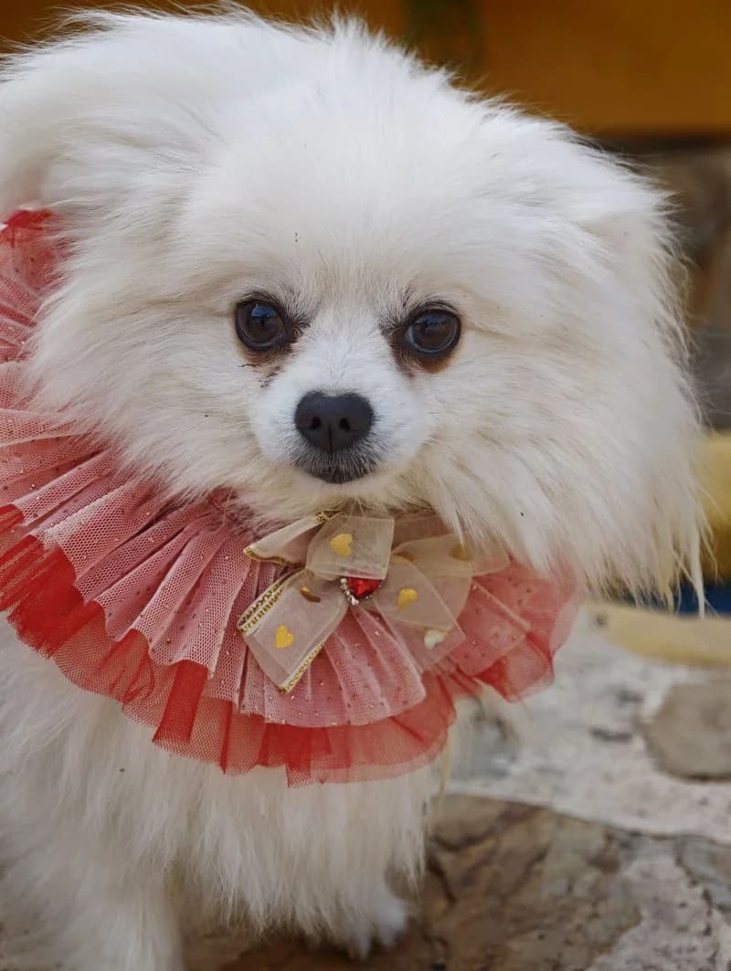 Bler, female Pomeranian for adoption at Franz von Assisi Hundenothilfe e.V. (Hunde ohne Lobby), Vilseck