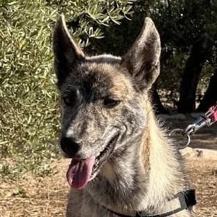 Bruma, female 3yo German Shepherd for adoption at Franz von Assisi Hundenothilfe e.V. (Hunde ohne Lobby), Vilseck