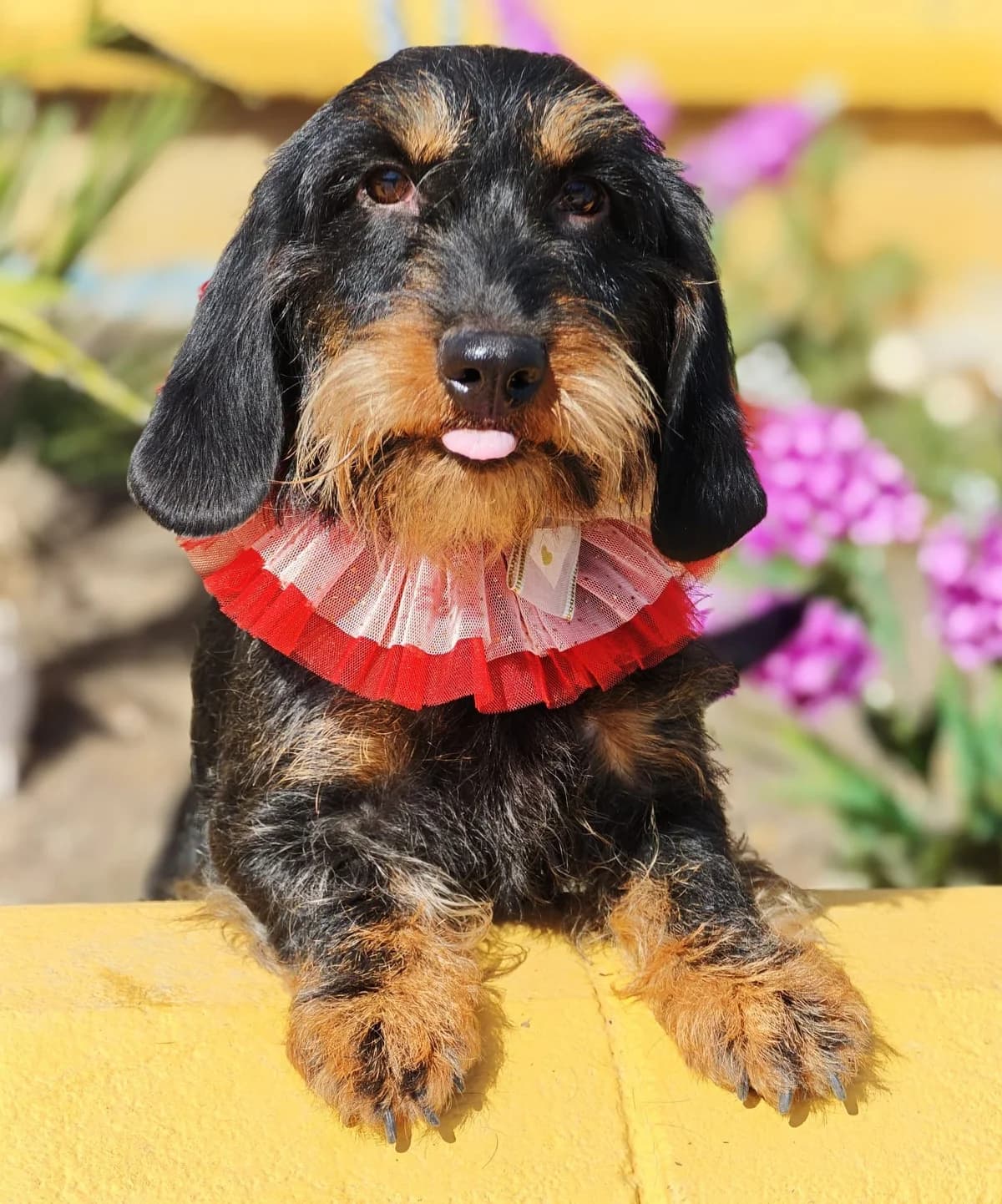 Brunilda, female young Mixed Breed for adoption at Franz von Assisi Hundenothilfe e.V. (Hunde ohne Lobby), Vilseck