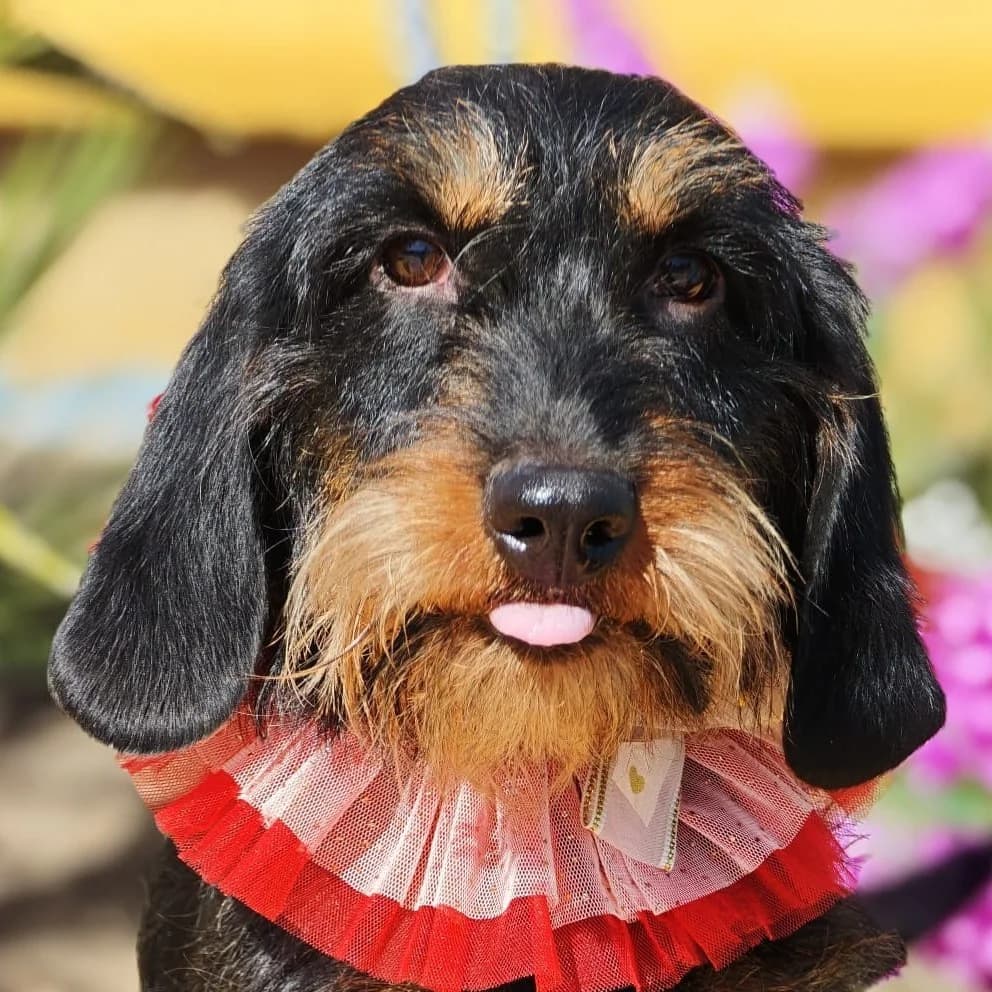 Brunilda, female young Dachshund for adoption at Franz von Assisi Hundenothilfe e.V. (Hunde ohne Lobby), Vilseck
