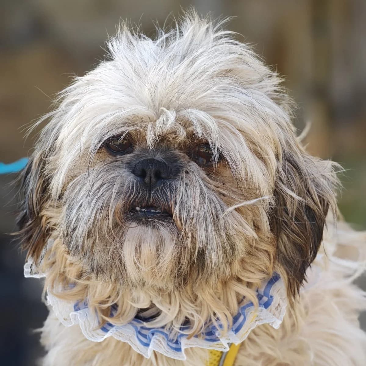 Carla, female senior Shih Tzu for adoption at Franz von Assisi Hundenothilfe e.V. (Hunde ohne Lobby), Vilseck