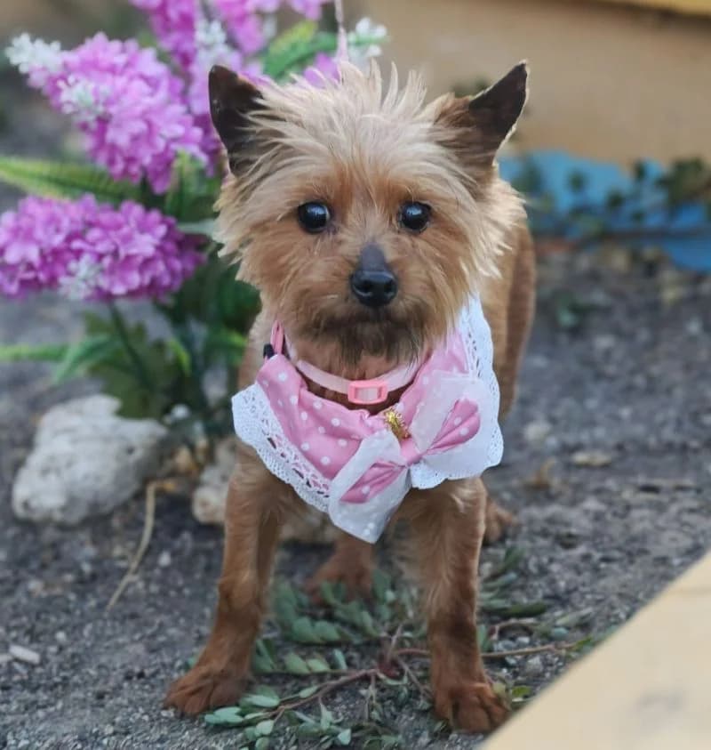 Carmen, female senior Mixed Breed for adoption at Franz von Assisi Hundenothilfe e.V. (Hunde ohne Lobby), Vilseck