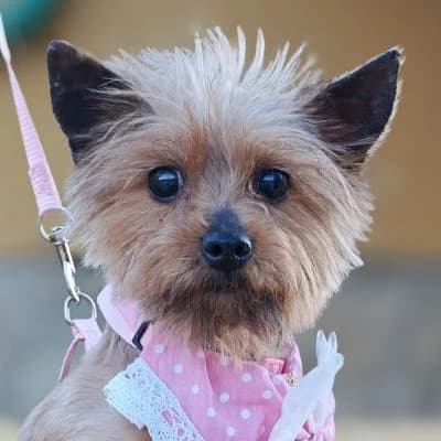 Carmen, female senior Yorkshire Terrier for adoption at Franz von Assisi Hundenothilfe e.V. (Hunde ohne Lobby), Vilseck
