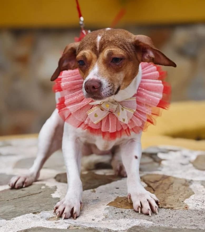 Chanel, female puppy Mixed Breed for adoption at Franz von Assisi Hundenothilfe e.V. (Hunde ohne Lobby), Vilseck