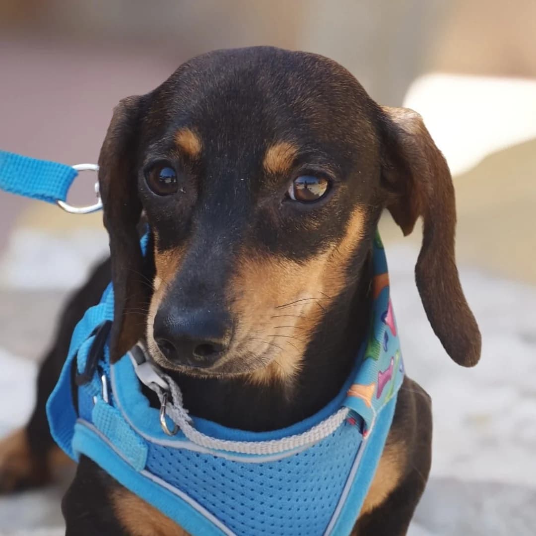 Chiky, male young Dachshund for adoption at Franz von Assisi Hundenothilfe e.V. (Hunde ohne Lobby), Vilseck