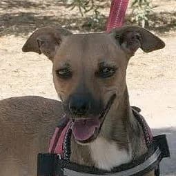 Chispa, female 4yo Mixed Breed for adoption at Franz von Assisi Hundenothilfe e.V. (Hunde ohne Lobby), Vilseck