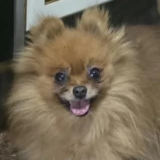 Chispa, female 7yo Pomeranian for adoption at Franz von Assisi Hundenothilfe e.V. (Hunde ohne Lobby), Vilseck