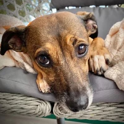 Chula, female 5yo Mixed Breed for adoption at Franz von Assisi Hundenothilfe e.V. (Hunde ohne Lobby), Vilseck