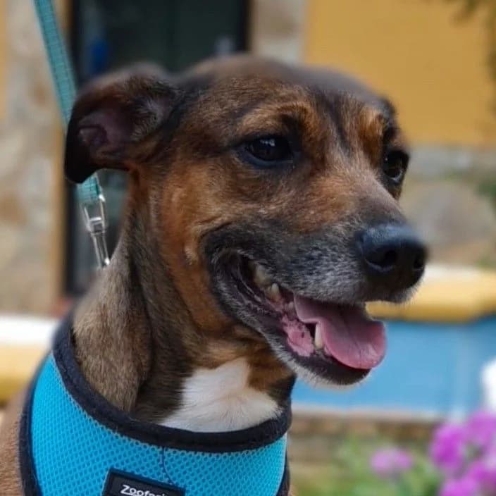 Chula, weiss female 5yo Mixed Breed for adoption at Franz von Assisi Hundenothilfe e.V. (Hunde ohne Lobby), Vilseck