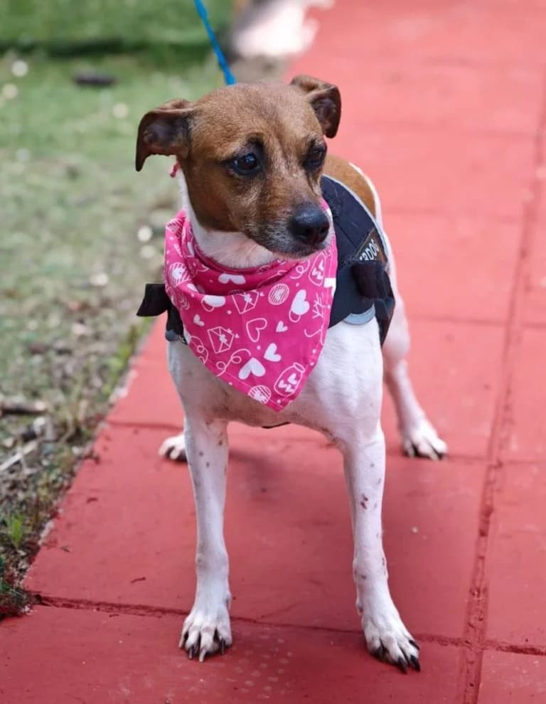 Chuli, female puppy Mixed Breed for adoption at Franz von Assisi Hundenothilfe e.V. (Hunde ohne Lobby), Vilseck