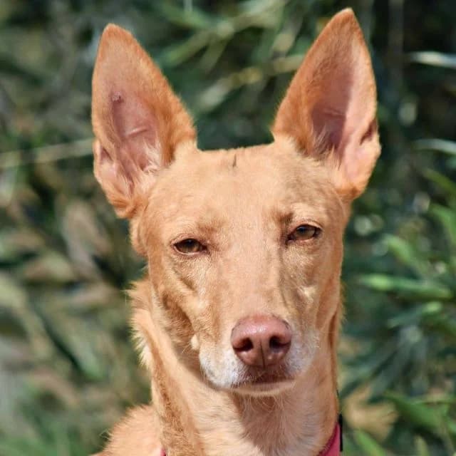 Cristian, male senior Podenco for adoption at Franz von Assisi Hundenothilfe e.V. (Hunde ohne Lobby), Vilseck