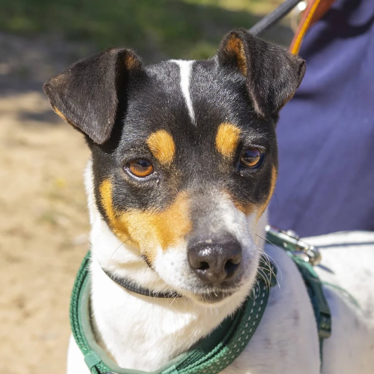 Cristin, female 3yo Bodeguero Andaluz for adoption at Franz von Assisi Hundenothilfe e.V. (Hunde ohne Lobby), Vilseck