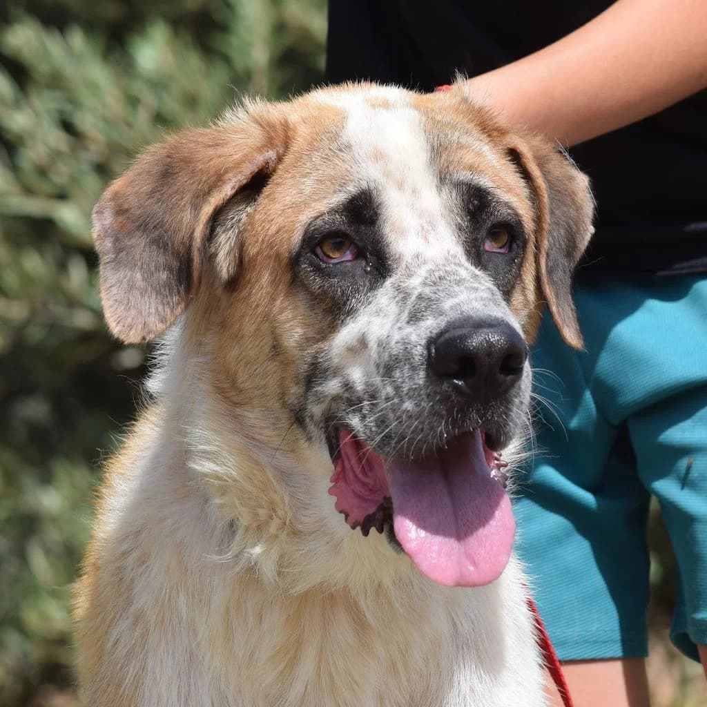 Eden, male 6yo mixed breed for adoption at Franz von Assisi Hundenothilfe e.V. (Hunde ohne Lobby), Vilseck