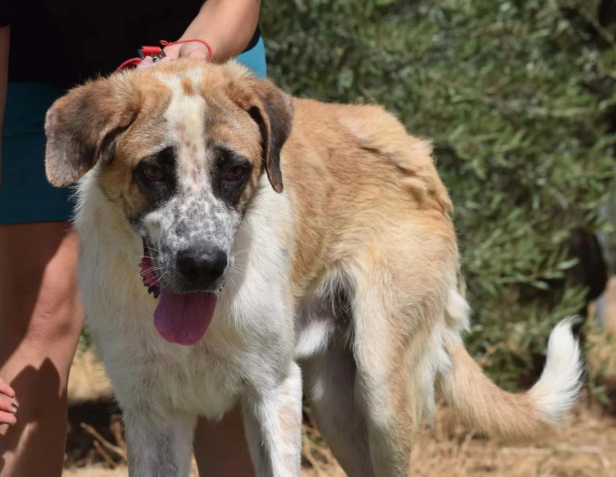 Eden, male 6yo mixed breed for adoption at Franz von Assisi Hundenothilfe e.V. (Hunde ohne Lobby), Vilseck