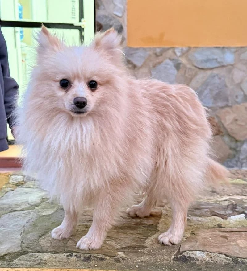 Elmo, male mixed breed for adoption at Franz von Assisi Hundenothilfe e.V. (Hunde ohne Lobby), Vilseck