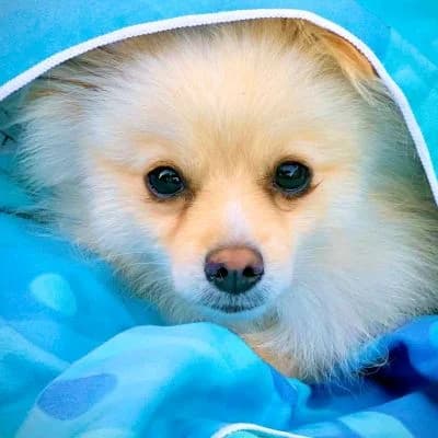 Elmo, male young Pomeranian for adoption at Franz von Assisi Hundenothilfe e.V. (Hunde ohne Lobby), Vilseck
