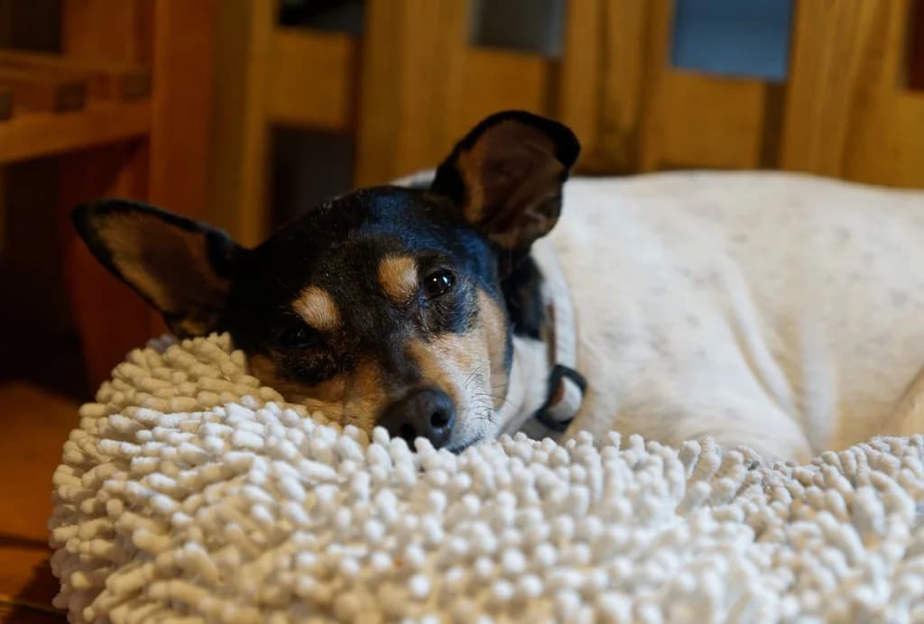 Fernando, male senior mixed breed for adoption at Franz von Assisi Hundenothilfe e.V. (Hunde ohne Lobby), Vilseck