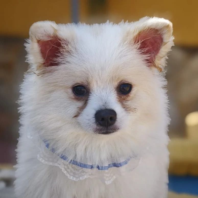 Freddy, puppy mixed breed for adoption at Franz von Assisi Hundenothilfe e.V. (Hunde ohne Lobby), Vilseck