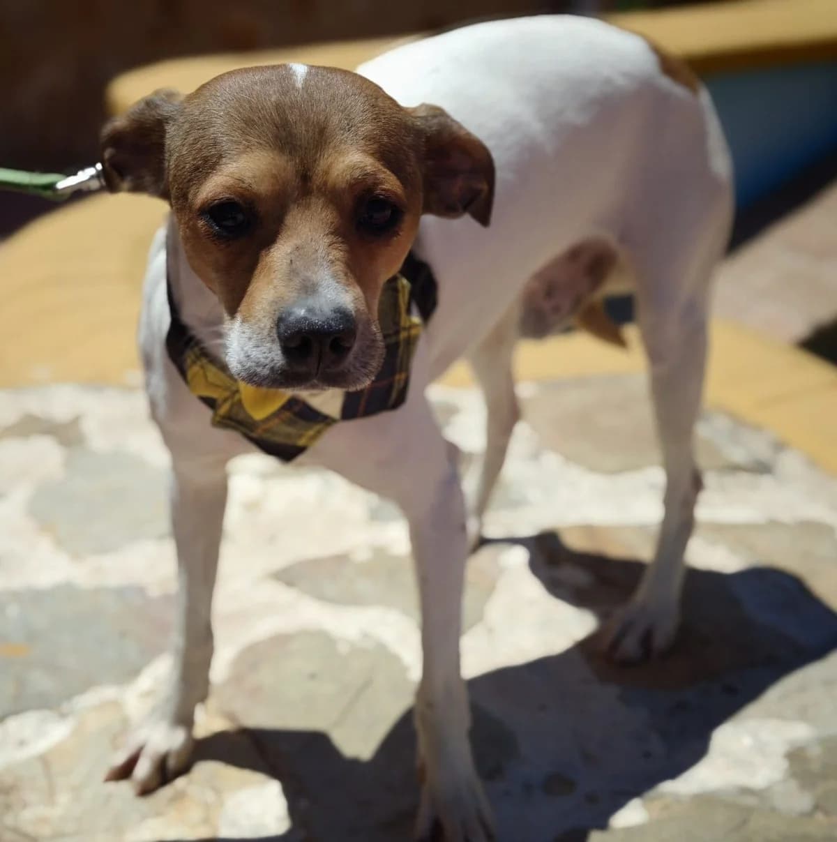 Happy, weiss male Mixed Breed for adoption at Franz von Assisi Hundenothilfe e.V. (Hunde ohne Lobby), Vilseck