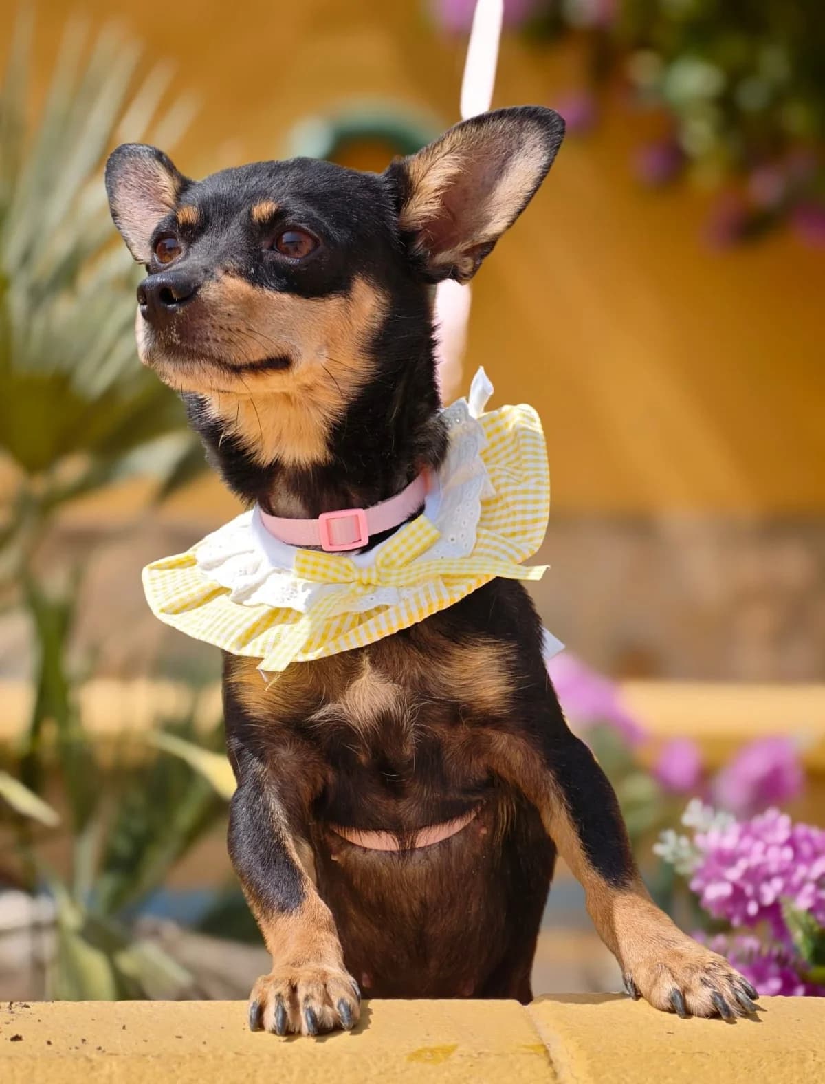 Heide, female 6yo Mixed Breed for adoption at Franz von Assisi Hundenothilfe e.V. (Hunde ohne Lobby), Vilseck