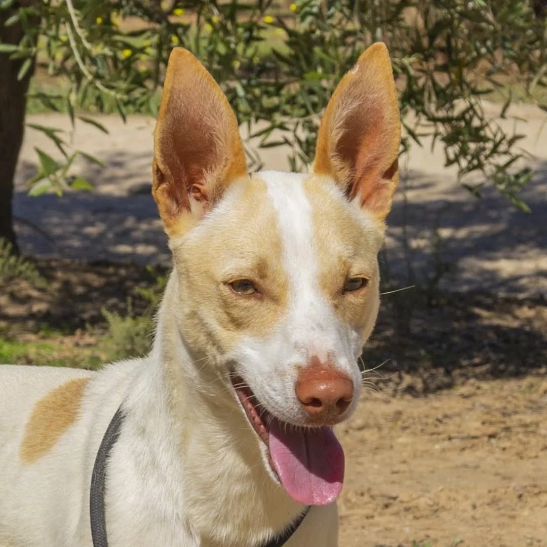 Hoyito, male young Podenco for adoption at Franz von Assisi Hundenothilfe e.V. (Hunde ohne Lobby), Vilseck
