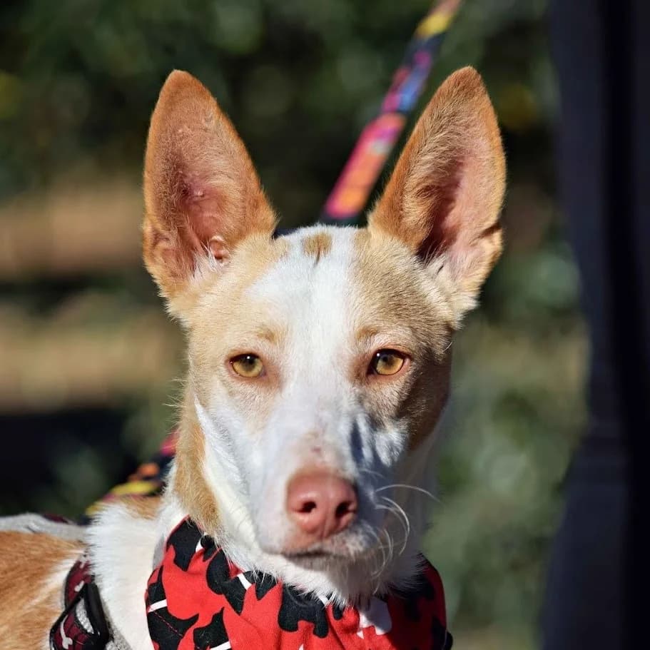 Jariro, male 4yo Podenco for adoption at Franz von Assisi Hundenothilfe e.V. (Hunde ohne Lobby), Vilseck