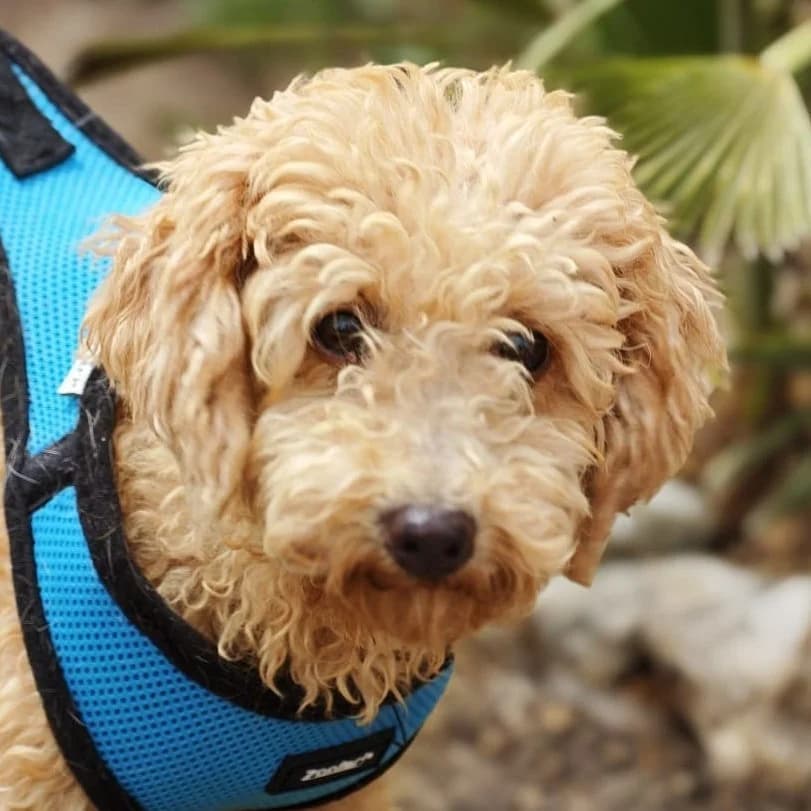 Kira, female 4yo Poodle for adoption at Franz von Assisi Hundenothilfe e.V. (Hunde ohne Lobby), Vilseck
