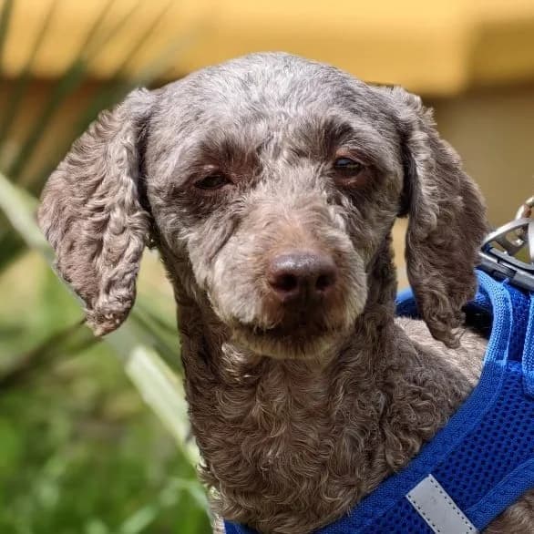 Late, female 4yo Poodle for adoption at Franz von Assisi Hundenothilfe e.V. (Hunde ohne Lobby), Vilseck