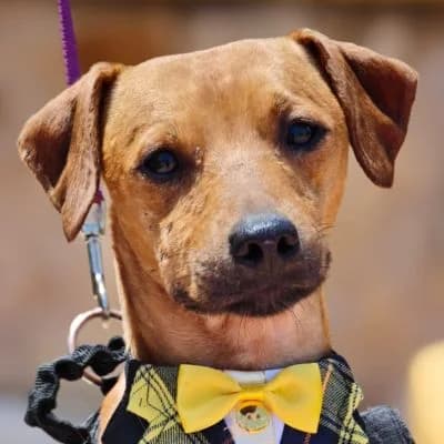 Leon, male young Mixed Breed for adoption at Franz von Assisi Hundenothilfe e.V. (Hunde ohne Lobby), Vilseck