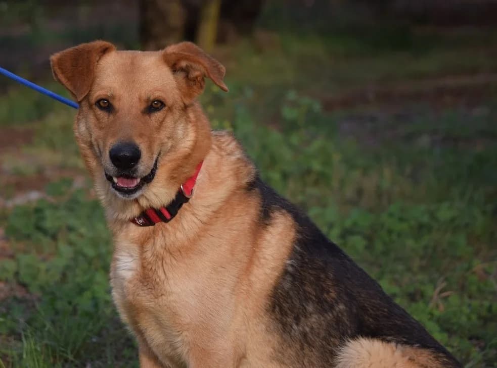 Lester, male German Shepherd for adoption at Franz von Assisi Hundenothilfe e.V. (Hunde ohne Lobby), Vilseck