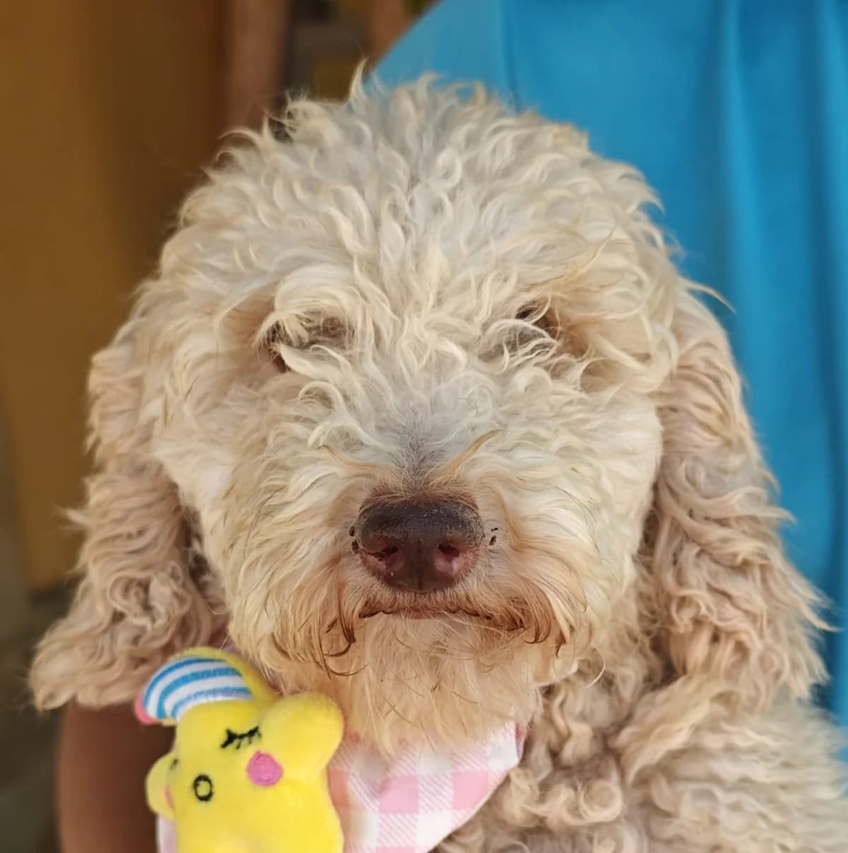 Lilly, female 4yo Poodle for adoption at Franz von Assisi Hundenothilfe e.V. (Hunde ohne Lobby), Vilseck