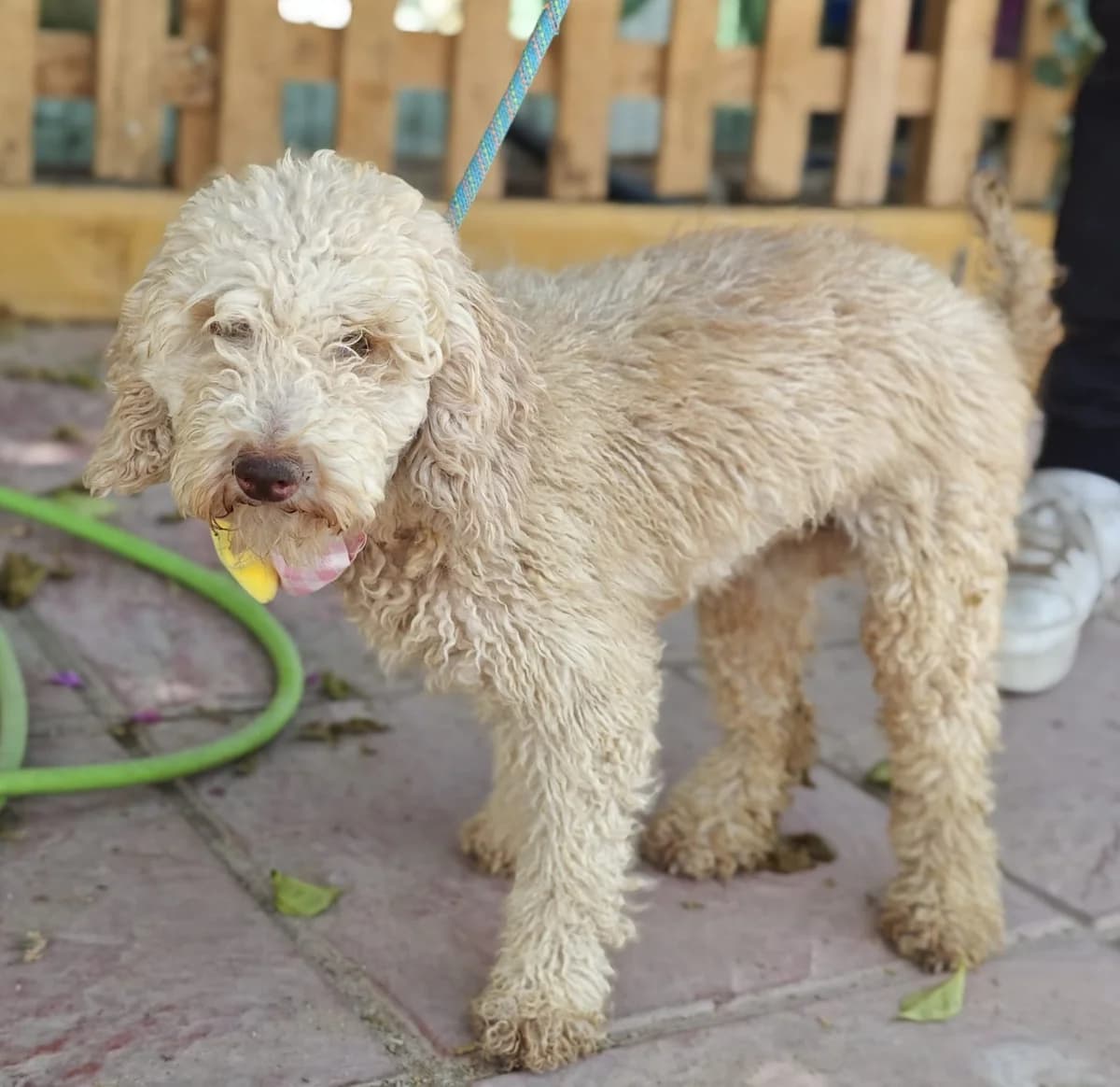 Lilly, female 4yo Poodle for adoption at Franz von Assisi Hundenothilfe e.V. (Hunde ohne Lobby), Vilseck