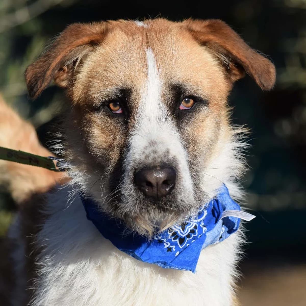 Locky, male 7yo Mixed Breed for adoption at Franz von Assisi Hundenothilfe e.V. (Hunde ohne Lobby), Vilseck