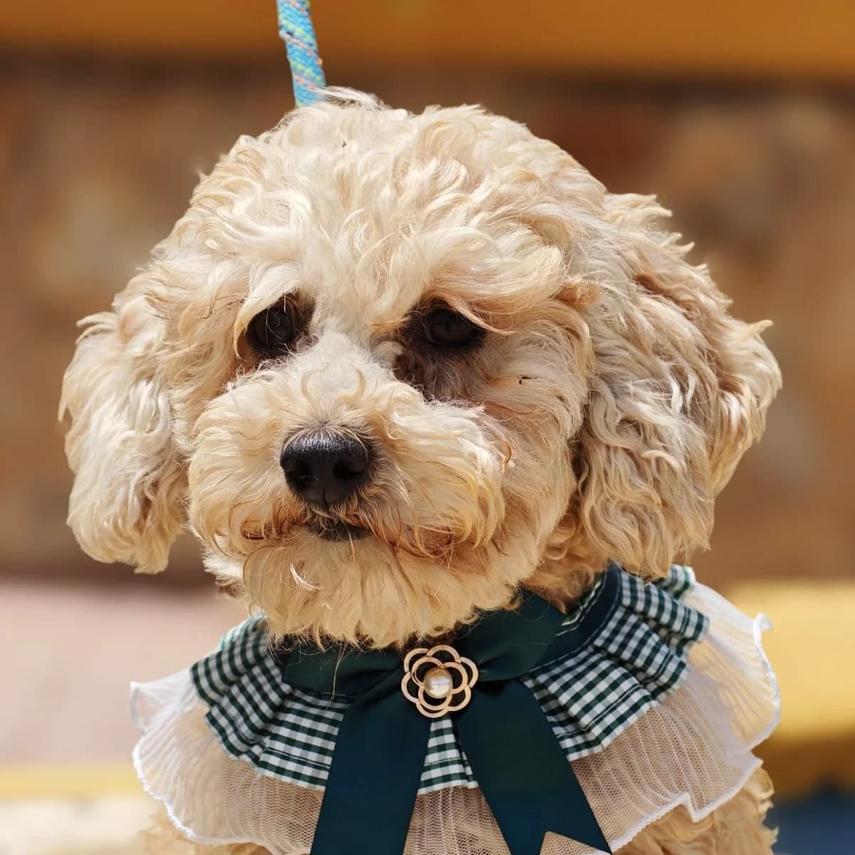 Lotta, female 4yo Poodle for adoption at Franz von Assisi Hundenothilfe e.V. (Hunde ohne Lobby), Vilseck