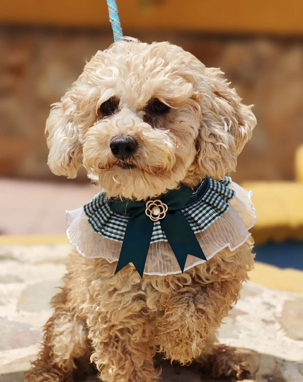 Lotta, female 4yo Poodle for adoption at Franz von Assisi Hundenothilfe e.V. (Hunde ohne Lobby), Vilseck
