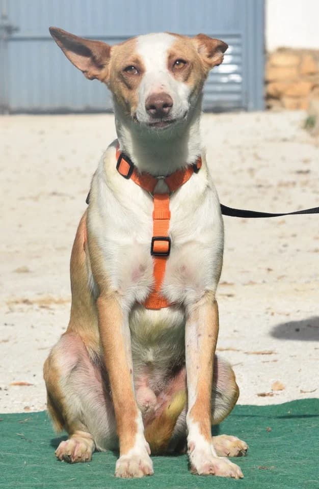 Lucas, male 6yo Podenco for adoption at Franz von Assisi Hundenothilfe e.V. (Hunde ohne Lobby), Vilseck