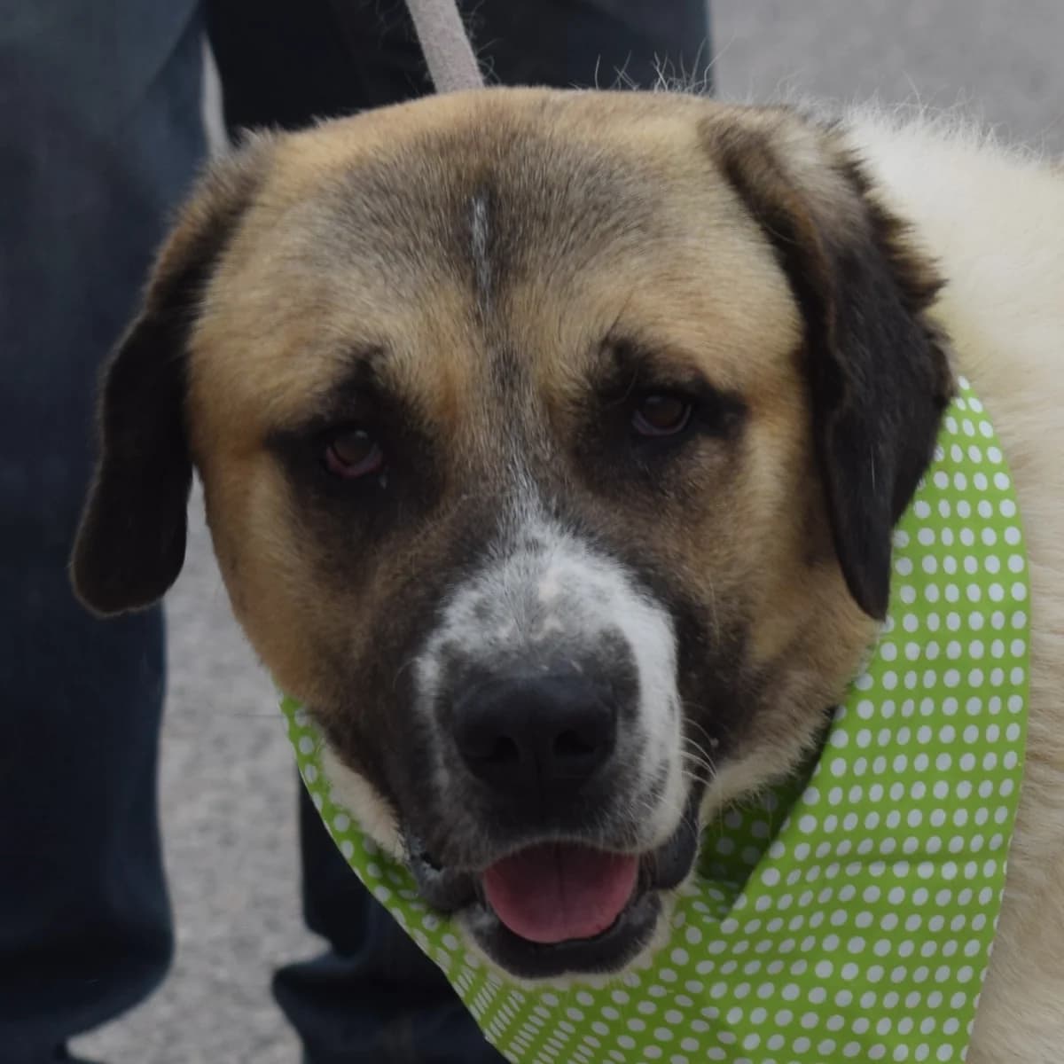 Lupo, male 6yo Mixed Breed for adoption at Franz von Assisi Hundenothilfe e.V. (Hunde ohne Lobby), Vilseck