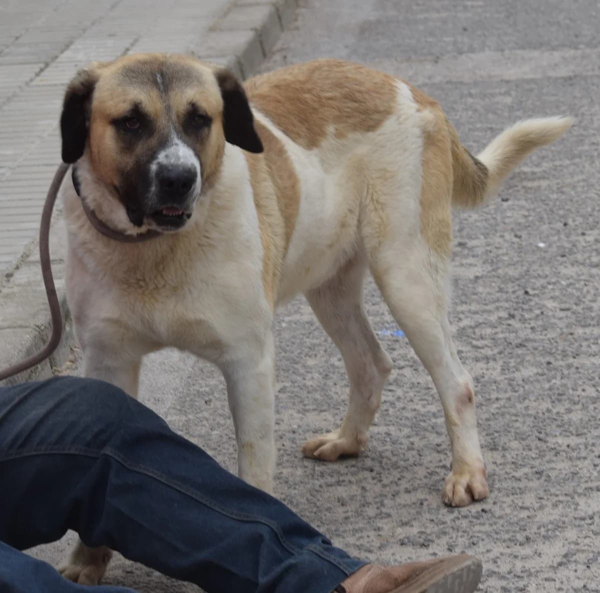 Lupo, male Mixed Breed for adoption at Franz von Assisi Hundenothilfe e.V. (Hunde ohne Lobby), Vilseck
