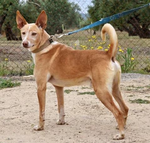 Malik, male 6yo Podenco for adoption at Franz von Assisi Hundenothilfe e.V. (Hunde ohne Lobby), Vilseck
