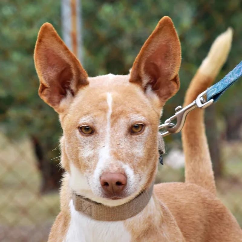 Malik, male 6yo Podenco for adoption at Franz von Assisi Hundenothilfe e.V. (Hunde ohne Lobby), Vilseck