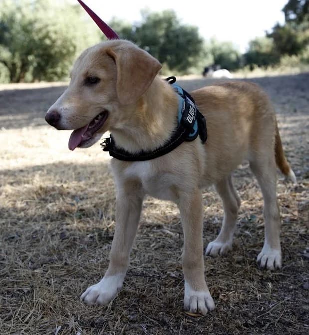 Mar, puppy Mixed Breed for adoption at Franz von Assisi Hundenothilfe e.V. (Hunde ohne Lobby), Vilseck