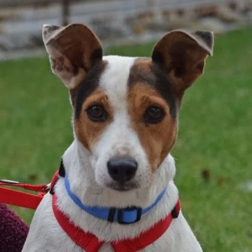 Mickey, weiss male 6yo Bodeguero Andaluz for adoption at Franz von Assisi Hundenothilfe e.V. (Hunde ohne Lobby), Vilseck