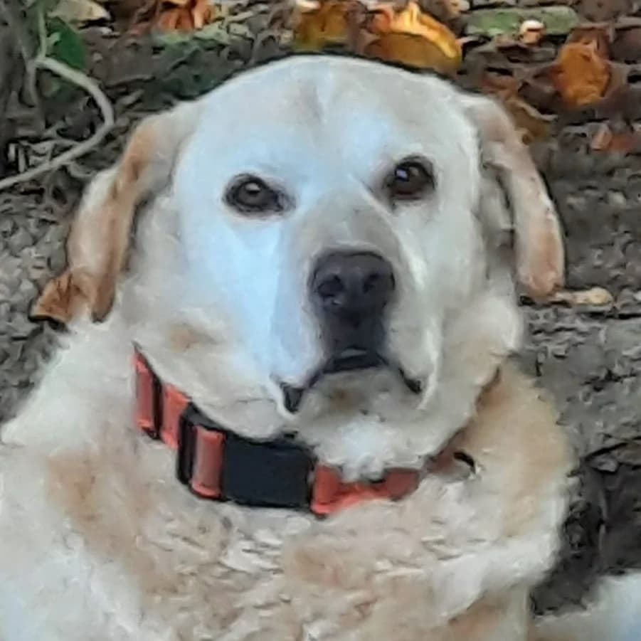 Milan, male senior Labrador Retriever for adoption at Franz von Assisi Hundenothilfe e.V. (Hunde ohne Lobby), Vilseck